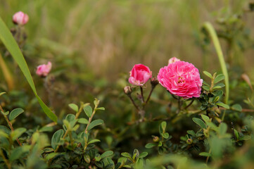 Pink roses in green garden