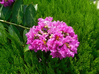 Crepe myrtle pin, purple and white  flowers. Green leaves background  and beautiful flower