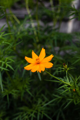 Small marigold flower with green background. Nature and environment concept. Flower background.
