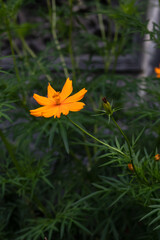 Small marigold flower with green background. Nature and environment concept. Flower background.