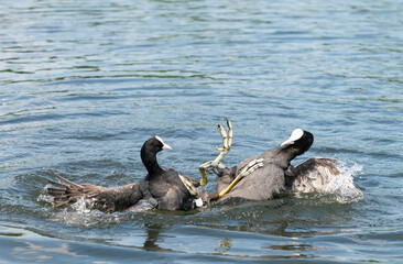 Eurasian Coot ( Fulica Atra ) birds