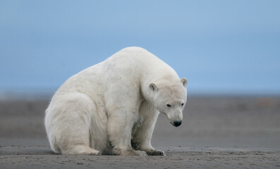 A shot of a depressed polar bears sitting on muddy ground in Kaktovik, Alaska