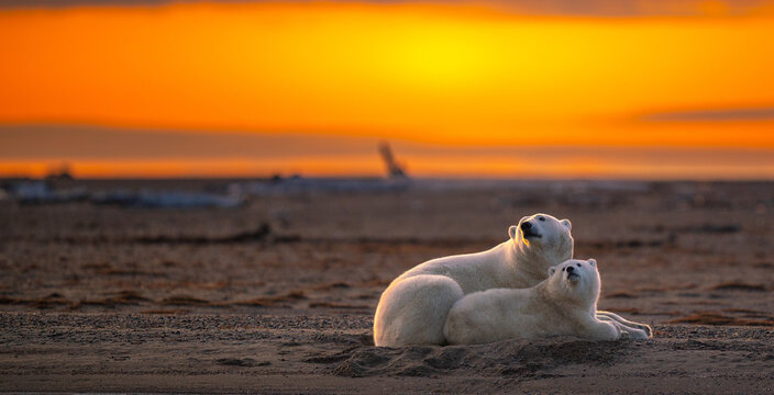 A stunning sunset shot of a mother polar bear lying down with its cub on a sandy ground in Kaktovik, Alaska
