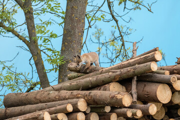 Jungfuchs