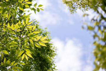 木の葉っぱの写真