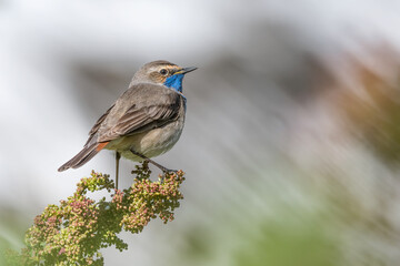 Amazing portrait of Bluethroat male at sunrise (Luscinia svecica)