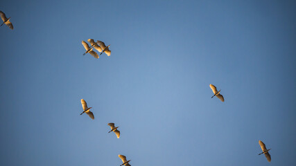 birds group in the sky