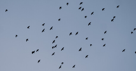 birds group in the sky