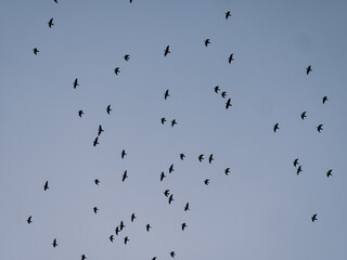 birds group in the sky