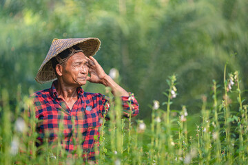 Portrait of a happy senior Asian farmer at Sesame Garden.