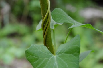 vine entwined around the plant