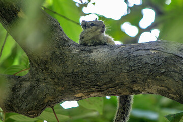 cute squirrel on a branch of a tree