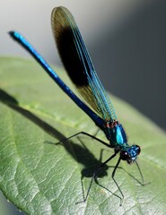Obraz premium Neon Blue Dragonfly on Rose Leaf in UK Garden, Summer 2020