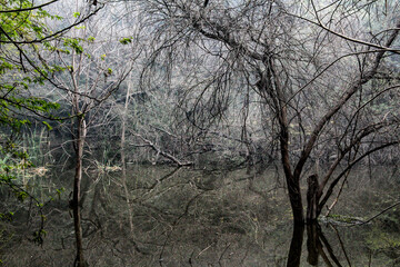 A lake in the forest with the reflection of the trees