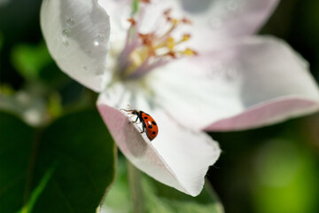 Ladybird on apple blossom. Apple blooming branch and ladybug on spring sunny day