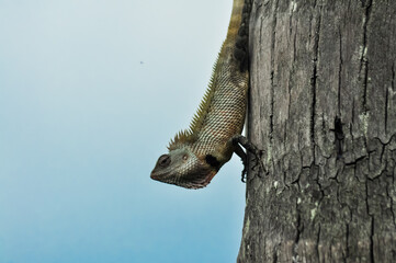 chameleon in tree