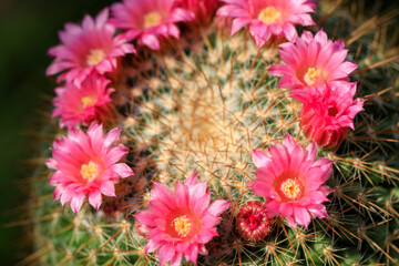ピンクのサボテンの花
