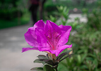 Fototapeta premium azalea background, azalea closeup, azalea closeups, azaleas, azaleas closeup, background, beauty, bloom, blossom, closeup, deciduous, evergreen, flora, floral, flower, garden, george taber, george tab
