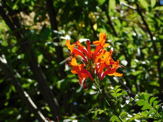 Obraz na płótnie Canvas Cape honeysuckle, or Tecomaria capensis orange flowers