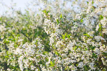 Sakura Flower or Cherry Blossom With Beautiful Nature Background