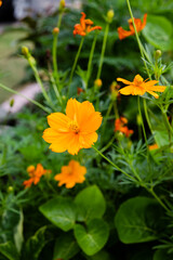Beautiful marigold flowers with green background. Nature and environment concept. Flower background.