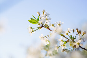 Obraz premium Sakura Flower or Cherry Blossom With Beautiful Nature Background