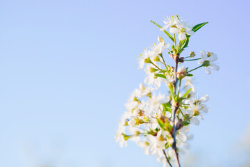 Obraz premium Sakura Flower or Cherry Blossom With Beautiful Nature Background