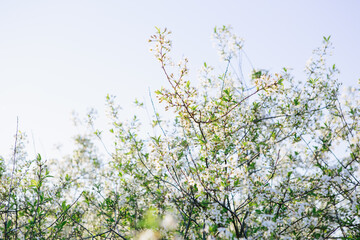 Sakura Flower or Cherry Blossom With Beautiful Nature Background