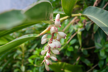 Flower buds at the Taipei Botanical Gardens in Taipei, Taiwan.