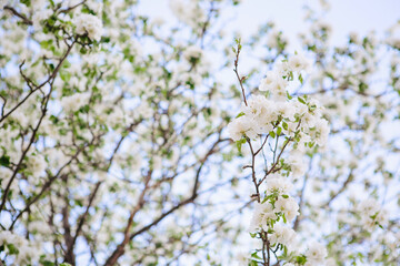 Obraz premium Sakura Flower or Cherry Blossom With Beautiful Nature Background