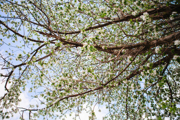 Sakura Flower or Cherry Blossom With Beautiful Nature Background