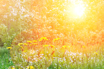 Beautiful forest glade with flowers on a bright sunny day.