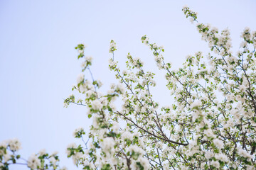 Sakura Flower or Cherry Blossom With Beautiful Nature Background
