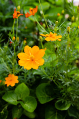 Beautiful marigold flowers with green background. Nature and environment concept. Flower background.
