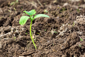 Young green sprout on a bed in a garden close-up.