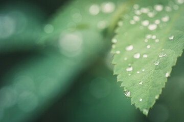 Fresh green leaves with water drops in the garden. Selective focus. Shallow depth of field.