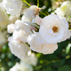White climbing roses close-up.