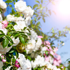 Pink and white climbing roses