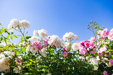 Pink and white climbing roses