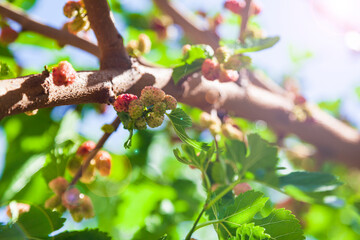 Mulberry is ringing on a tree.