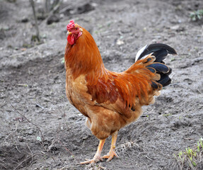 Domestic rooster in the country yard
