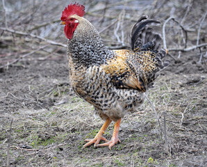 Domestic rooster in the country yard