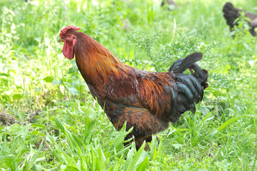 Domestic rooster in the country yard