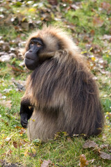 Gelada Baboon - Theropithecus gelada, beautiful ground primate from Semien mountains, Ethiopia.