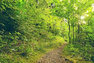 Fototapeta na wymiar sentier très vert nature spirituel inspirant calme