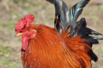 Domestic rooster in the country yard