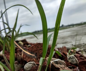 background, beautiful, beauty, clipping, clipping path., close-up, color, design, earth, environment, fence, field, flora, fresh, fungus, garden, geology, graphic, grass, green, hill, illustration
