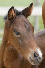 Obraz premium Close-up of a little brown mare foal, the foal looks from behind the mother's tail