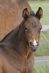 Close-up of a little brown foal,horse standing next to the mother, during the day with a countryside landscape