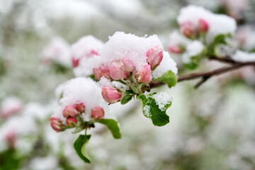 Blossoms of apple trees are covered with snow